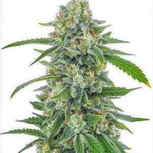 The White Fire OG fem (Seedkeepers) семена конопли
