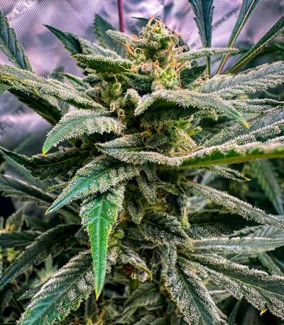 Voilà Auto Rbx5 fem (Ethos Genetics) семена конопли — изображение 2