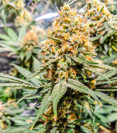 Gummy Skunk Fast Version fem (Easy Grow Seeds) семена конопли — изображение 3
