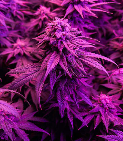 Gummy Skunk Fast Version fem (Easy Grow Seeds) семена конопли — изображение 4