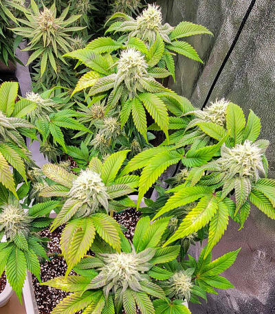 Watermelon Zkittlez Fast Version fem (Easy Grow Seeds) семена конопли — изображение 3