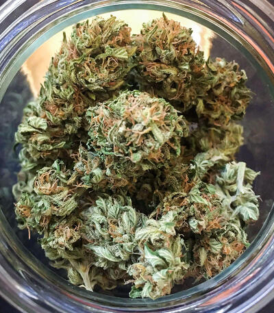 Watermelon Zkittlez Fast Version fem (Easy Grow Seeds) семена конопли — изображение 6