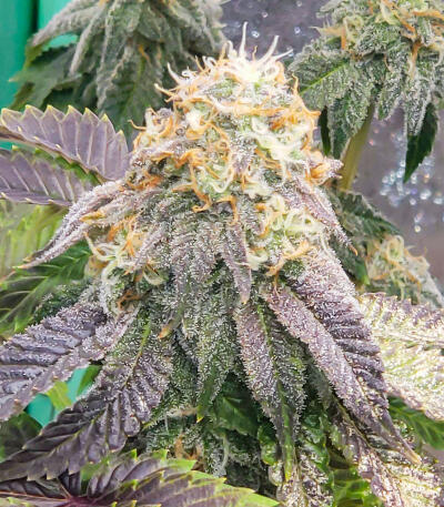 Watermelon Zkittlez Fast Version fem (Easy Grow Seeds) семена конопли — изображение 5
