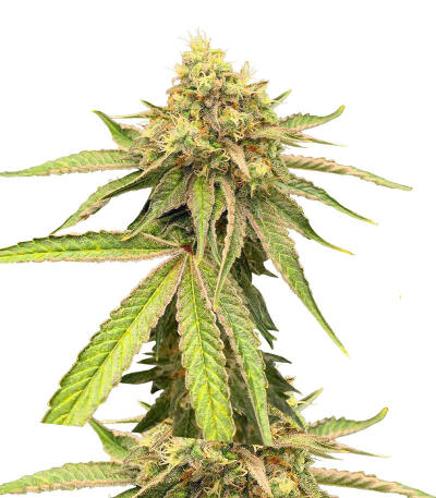 Watermelon Zkittlez Fast Version fem (Easy Grow Seeds) семена конопли